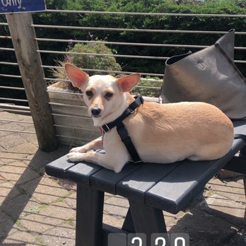 Moss Beach Distillery - My dog - Seafood Near Me - Moss Beach, California