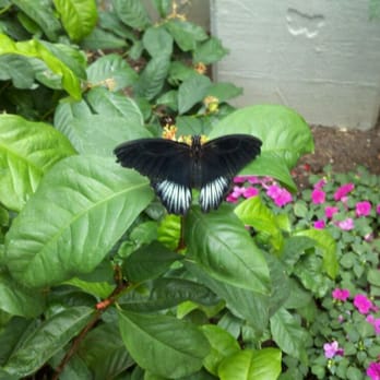 Peggy Notebaert Nature Museum - Museums Near Me - Chicago, Illinois Peggy Notebaert Nature Museum - Museums Near Me - Chicago, Illinois