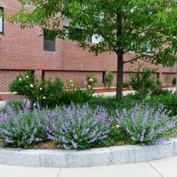 Jardin De Sparquette - Spring, 2014