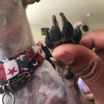 Tub Time Doggie Salon - Uneven nail trim - Pet Groomers Near Me - Aurora, Colorado Tub Time Doggie Salon - Uneven nail trim - Pet Groomers Near Me - Aurora, Colorado