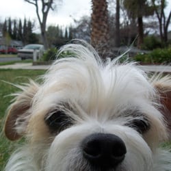While You're Away Home and Pet Service
