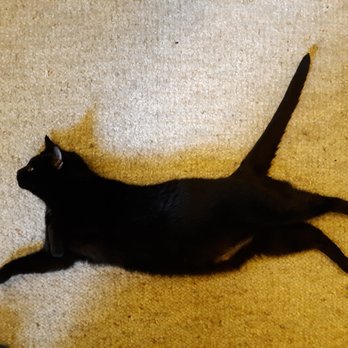 Katmobile - Katherine Reiner DVM - Veterinarians Near Me