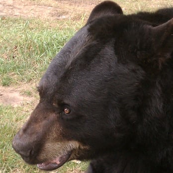 Oswald's Bear Ranch - Zoos Near Me - Newberry, Michigan