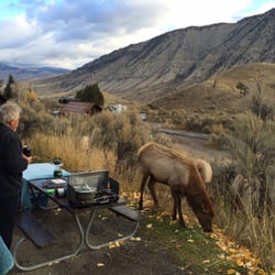 Mammoth Hot Springs Campground - Elk surrounding the campground