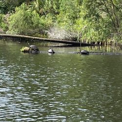 River Adventure Tours - Turtle