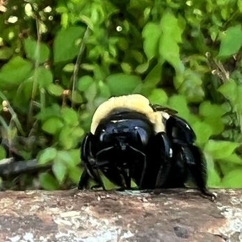 Clark's Creek Greenway - A Bee found me at Clarks Creek Greenway - Parks Near Me - Charlotte, North Carolina Clark's Creek Greenway - A Bee found me at Clarks Creek Greenway - Parks Near Me - Charlotte, North Carolina