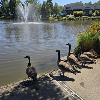 Murrayhill Pond - Be careful of ducks shit. - Lakes Near Me - Beaverton, Oregon Murrayhill Pond - Be careful of ducks shit. - Lakes Near Me - Beaverton, Oregon