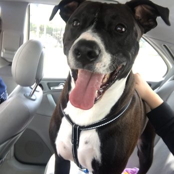 Island Pet Movers - Pet Transportation Near Me - Honolulu, Hawaii