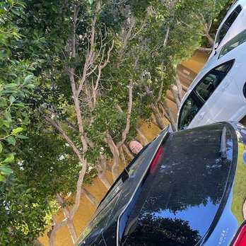 ModMart - Hubs loved the beautiful trees lining the parking area! - Antiques Near Me - Palm Springs, California