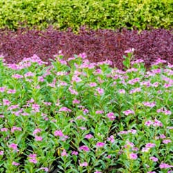 Villas Nursery