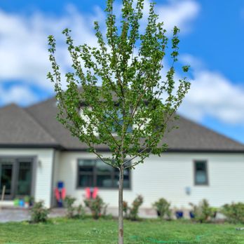 iTrees - Autumn Blaze® Maple - Nurseries & Gardening Near Me - Mazon, Illinois