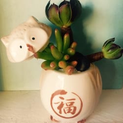 Easy Peasy Succulents