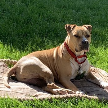Stamford Veterinary Center - Mason @MasonsMaison - Veterinarians Near Me - Stamford, Connecticut Stamford Veterinary Center - Mason @MasonsMaison - Veterinarians Near Me - Stamford, Connecticut