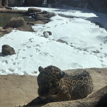 Bearizona - Cute - Zoos Near Me - Williams, Arizona Bearizona - Cute - Zoos Near Me - Williams, Arizona