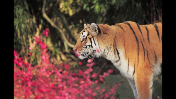 Oregon Zoo by null