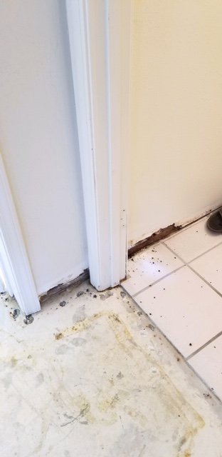 Clear Air Solutions - mold inspector in St Geroge, UT