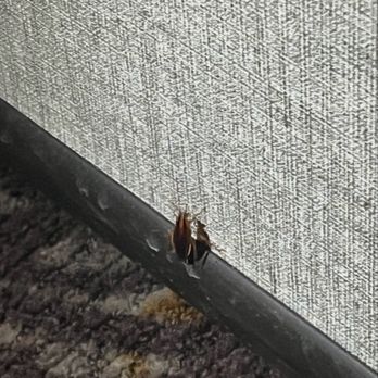 Ruth's Chris Steak House - Roach crawling on the wall - Steakhouses Near Me - Aventura, Florida Ruth's Chris Steak House - Roach crawling on the wall - Steakhouses Near Me - Aventura, Florida