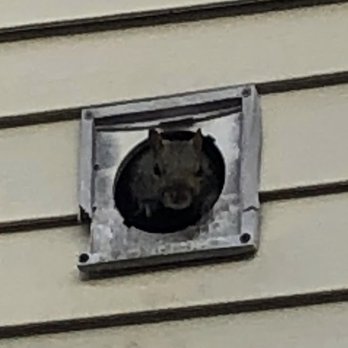 A Bad Critter Wildlife Control - Squirrel Removal Springfield Missouri - Pest Control Near Me - Springfield, Missouri A Bad Critter Wildlife Control - Squirrel Removal Springfield Missouri - Pest Control Near Me - Springfield, Missouri