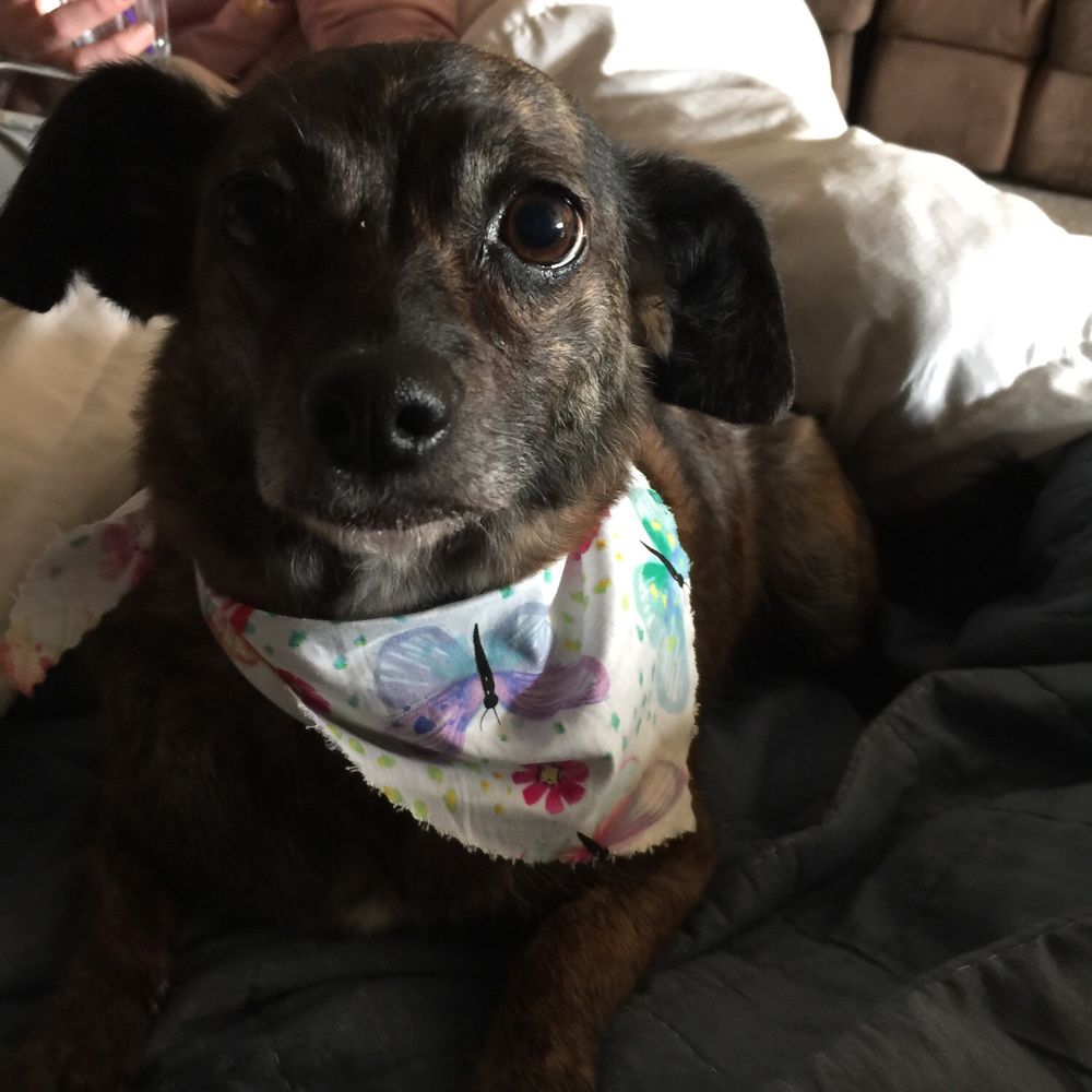 Pawsitive Karma - My little Bailey very happy at home and very clean. She had the best day thanks to Alexandra!!! - Pet Stores Near Me - Castro Valley, California
