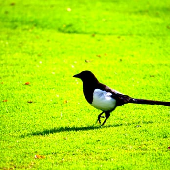 Trinity College Dublin - Bird strolls Library Square - Colleges & Universities Near Me - Dublin, D Trinity College Dublin - Bird strolls Library Square - Colleges & Universities Near Me - Dublin, D