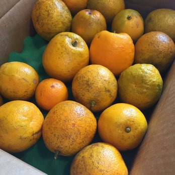 The Orange Shop - Sevilles with freckle lesions and damage from The Orange Shop - Fruits & Veggies Near Me - Citra, Florida The Orange Shop - Sevilles with freckle lesions and damage from The Orange Shop - Fruits & Veggies Near Me - Citra, Florida
