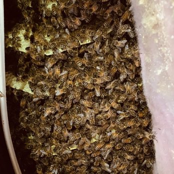 Atticare - Bee swarm in attic - Insulation Installation Near Me - San Leandro, California