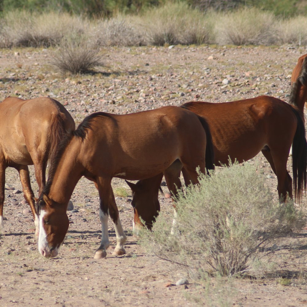 Tonto National Forest - Wild horses near Pebble Beach Recreation Area. - Parks Near Me Tonto National Forest - Wild horses near Pebble Beach Recreation Area. - Parks Near Me