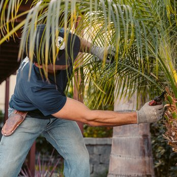 Shellback Landscapes - Taming the palms - Gardeners Near Me