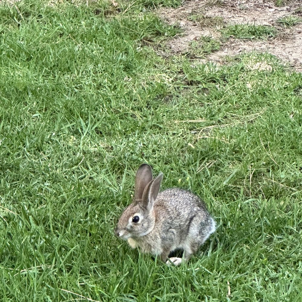 Hidden Hills Park - Wild bunnies (lots in the area!) - Parks Near Me - Chino Hills, California Hidden Hills Park - Wild bunnies (lots in the area!) - Parks Near Me - Chino Hills, California