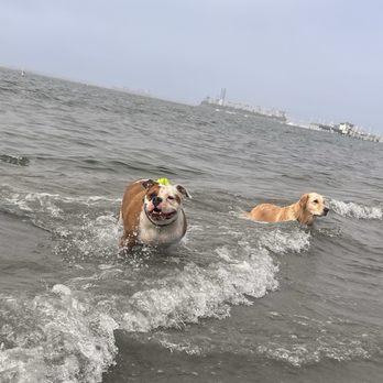 Rosie's Dog Beach - Dog Parks Near Me - Long Beach, California Rosie's Dog Beach - Dog Parks Near Me - Long Beach, California