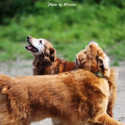 Alemany Blvd Dog Park