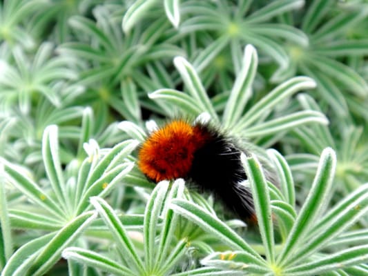 Salt Point State Park by null