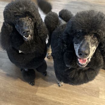 Purrfect Pet Parlor - Pet Groomers Near Me - Long Beach, California Purrfect Pet Parlor - Pet Groomers Near Me - Long Beach, California