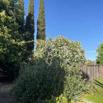 Preferred Expert Tree Service - Before - Giant Oleaner - Tree Services Near Me