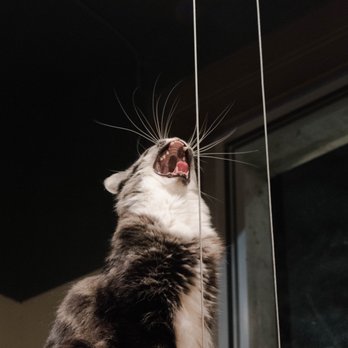 Seattle Meowtropolitan - Themed Cafes Near Me - Seattle, Washington Seattle Meowtropolitan - Themed Cafes Near Me - Seattle, Washington