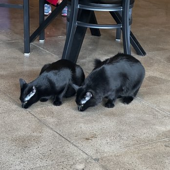 NoCo Cat Cafe - two cats sleeping on the floor - Pet Adoption Near Me - Loveland, Colorado