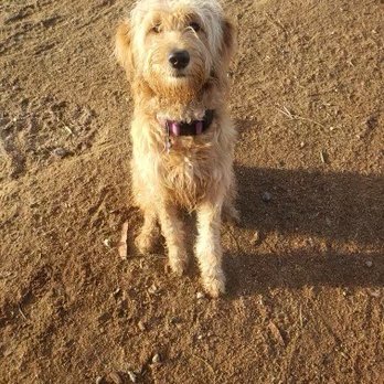 PhDogs - Pet Training Near Me - Riverside, California PhDogs - Pet Training Near Me - Riverside, California