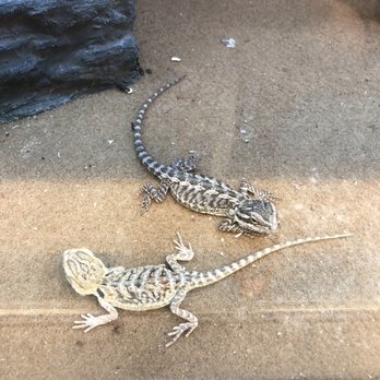 Petco - Pet Training Near Me - St. Paul, Minnesota