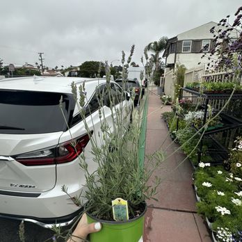 Shore Gardens Nursery - Nurseries & Gardening Near Me - San Clemente, California Shore Gardens Nursery - Nurseries & Gardening Near Me - San Clemente, California