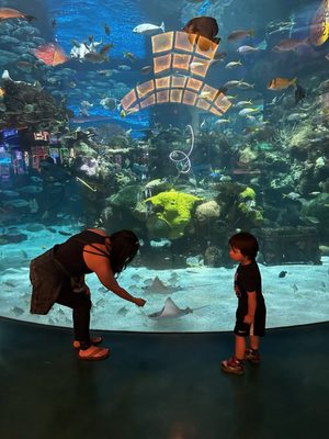 The Aquarium at Silverton Casino by null