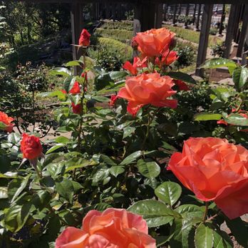 The Berkeley Rose Garden - Botanical Gardens Near Me - Berkeley, California