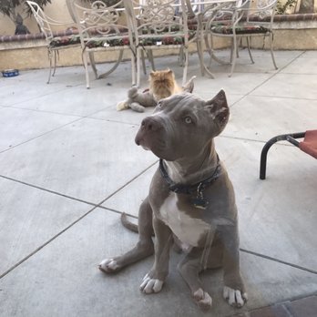 K9 Logic Dog Training - Pet Training Near Me - Glendale, California