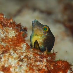 Hampton Dive Center