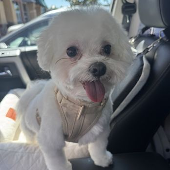 Shear Canine - Pet Groomers Near Me - Brentwood, California