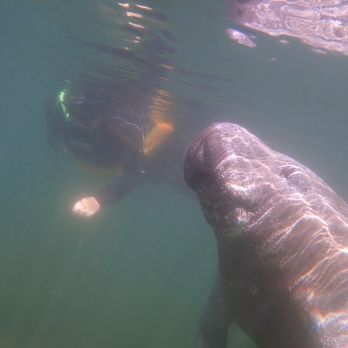 Fun 2 Dive Manatee Tours - Snorkeling Near Me - Crystal River, Florida