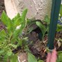 Bee Free Bee Removal