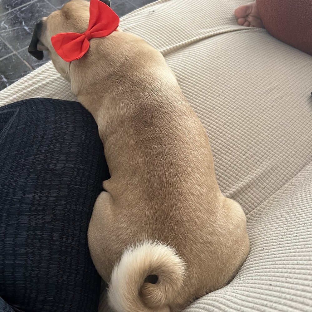 We Groom Pets - Pet Groomers Near Me - Downey, California We Groom Pets - Pet Groomers Near Me - Downey, California