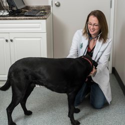 Highview Animal Clinic - Dr. Gavel