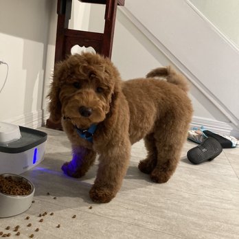 Kreativ Pet Klips - Pet Groomers Near Me - Sugar Land, Texas Kreativ Pet Klips - Pet Groomers Near Me - Sugar Land, Texas