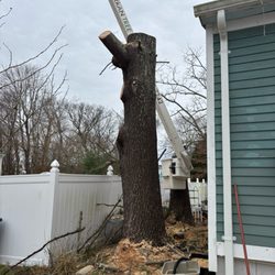 Curran Tree